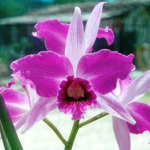 Laelia purpurata